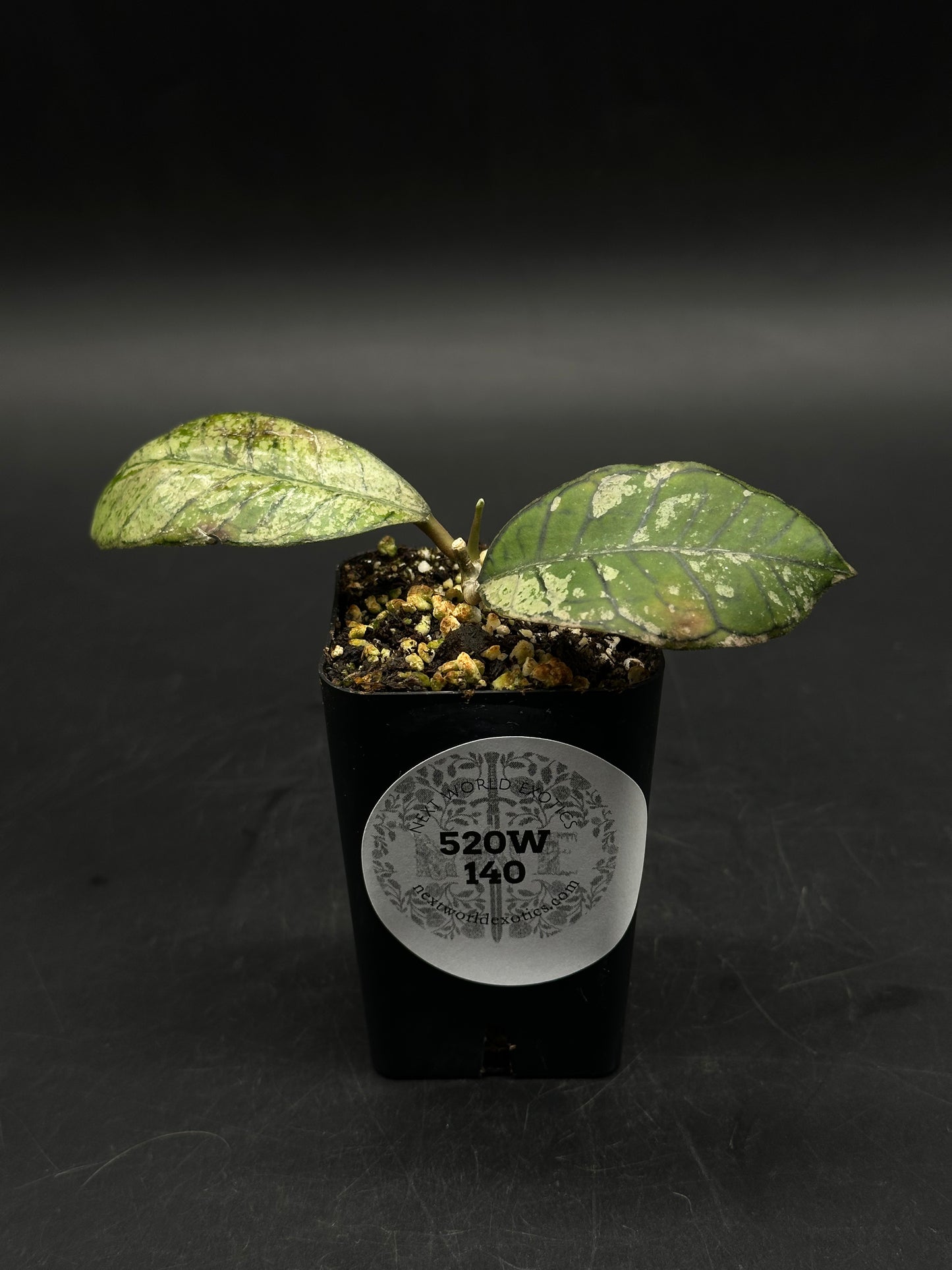 Hoya Ganung Gading (520W140)