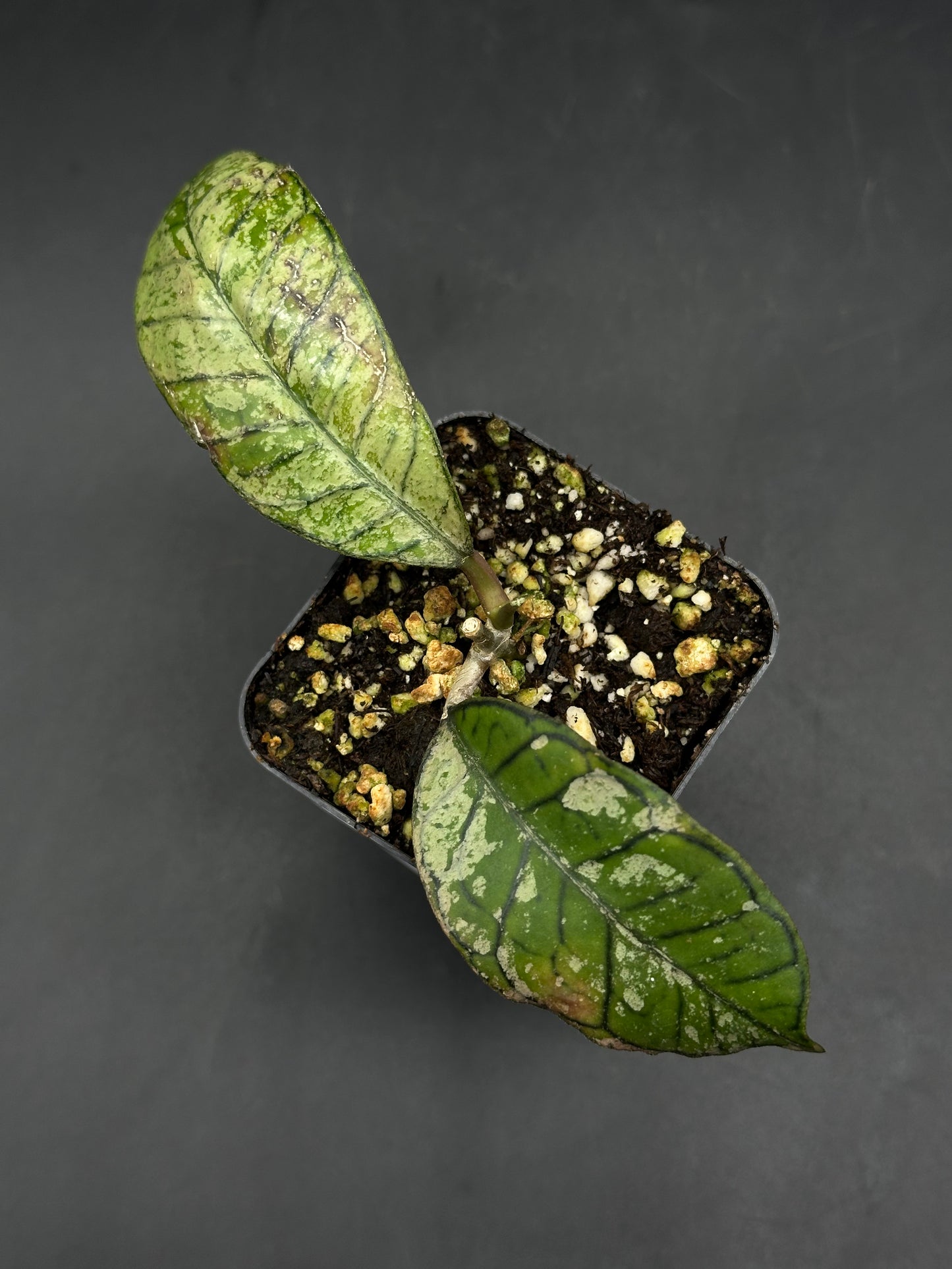 Hoya Ganung Gading (520W140)