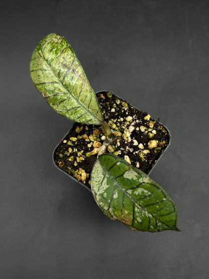 Hoya Ganung Gading (520W140)