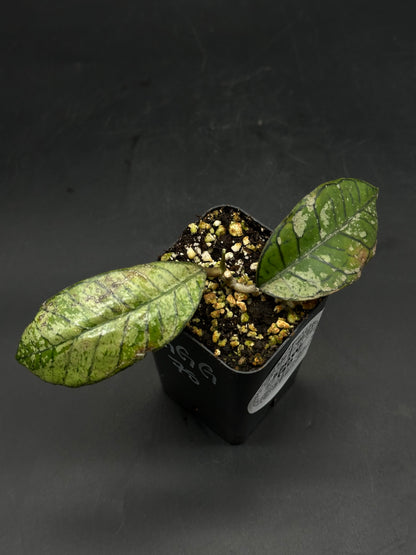 Hoya Ganung Gading (520W140)