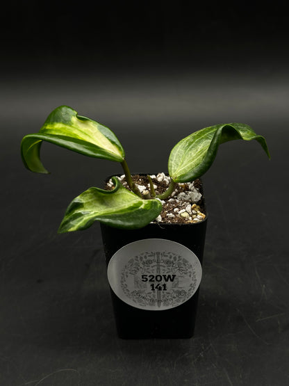 Hoya Quinquenervia Albomarginata Inner (520W141)