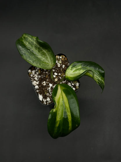 Hoya Quinquenervia Albomarginata Inner (520W141)