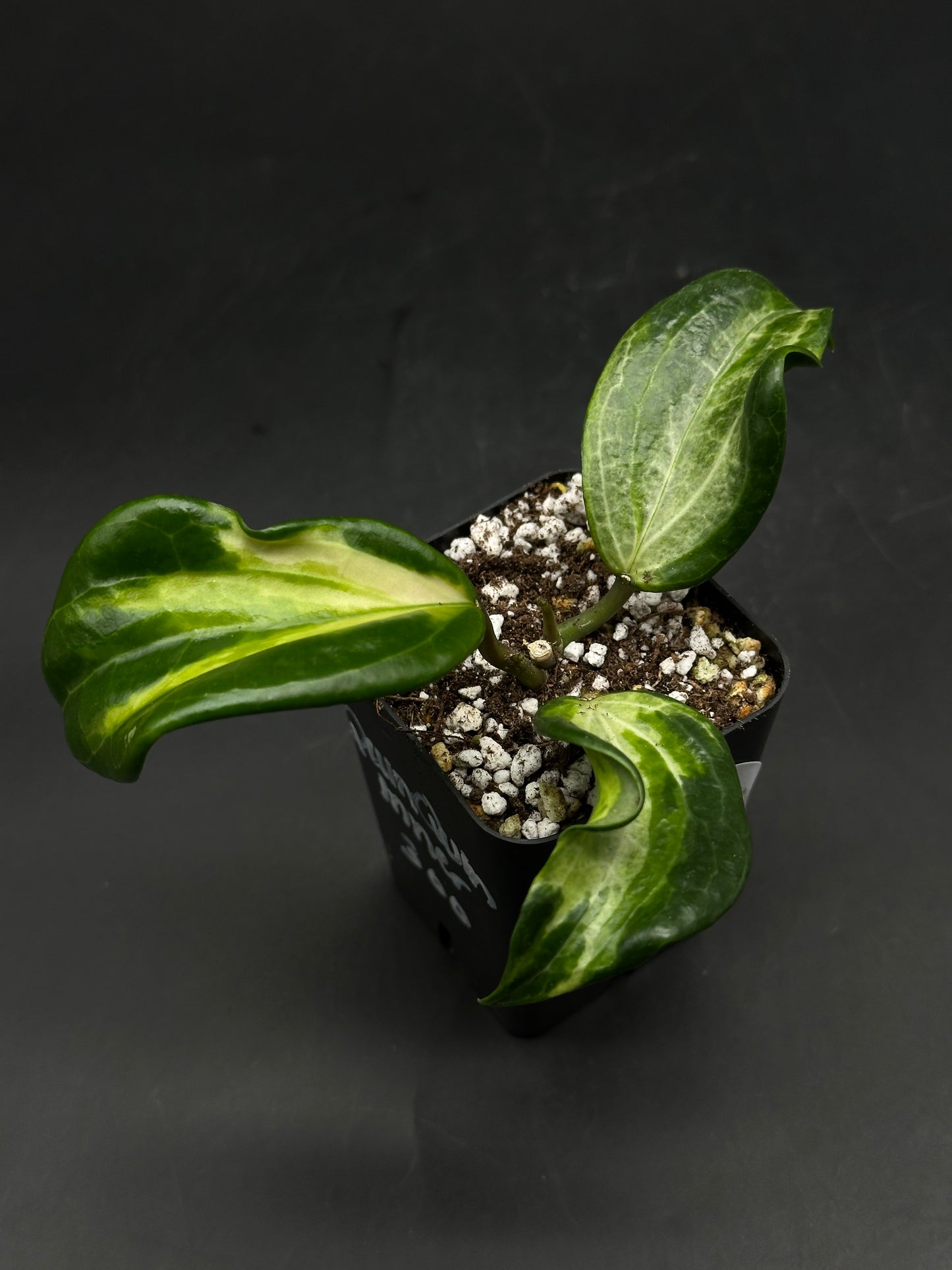 Hoya Quinquenervia Albomarginata Inner (520W141)