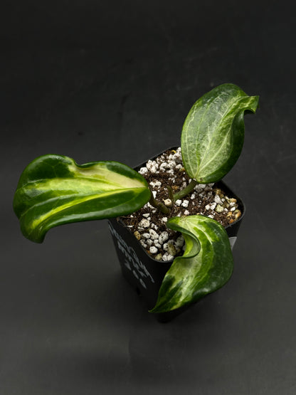 Hoya Quinquenervia Albomarginata Inner (520W141)