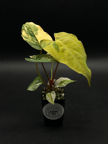 Anthurium Papillilaminum (Variegated) x 'Fort Sherman' (520W142)