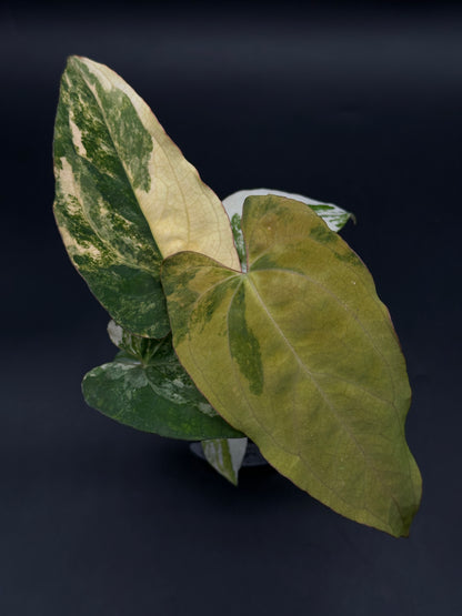 Anthurium Papillilaminum (Variegated) x 'Fort Sherman' (520W142)