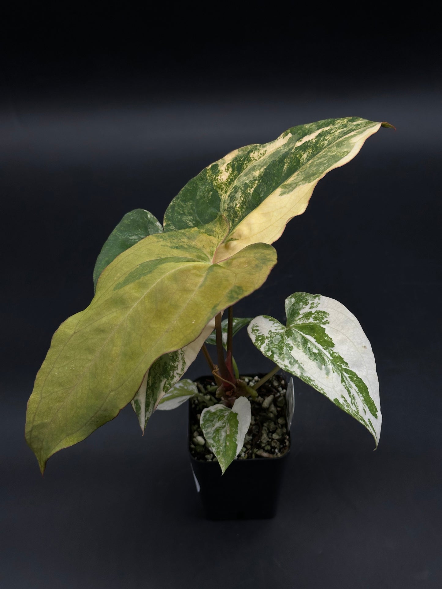 Anthurium Papillilaminum (Variegated) x 'Fort Sherman' (520W142)