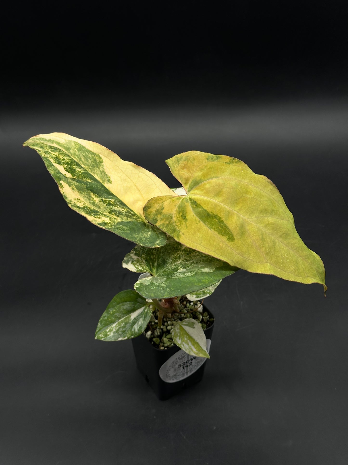 Anthurium Papillilaminum (Variegated) x 'Fort Sherman' (520W142)