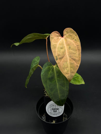 Anthurium Ace of Spades variegated x T.A.L.L variegated (520W143)