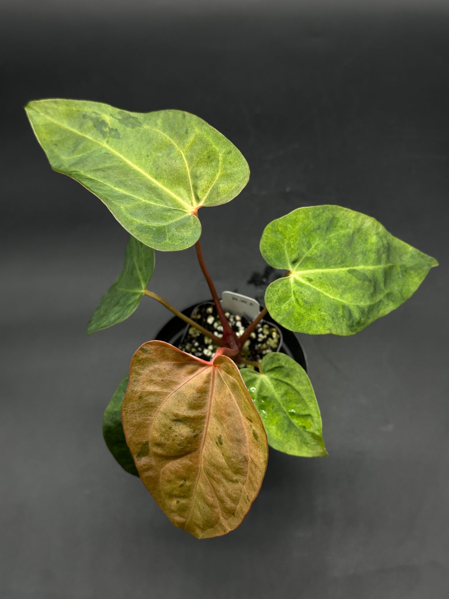 Anthurium Ace of Spades variegated x T.A.L.L variegated (520W143)