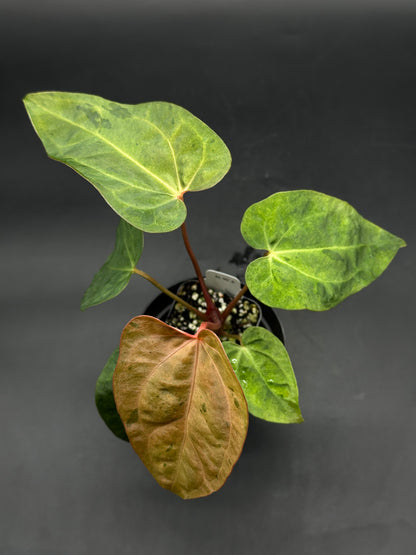 Anthurium Ace of Spades variegated x T.A.L.L variegated (520W143)