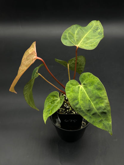 Anthurium Ace of Spades variegated x T.A.L.L variegated (520W143)