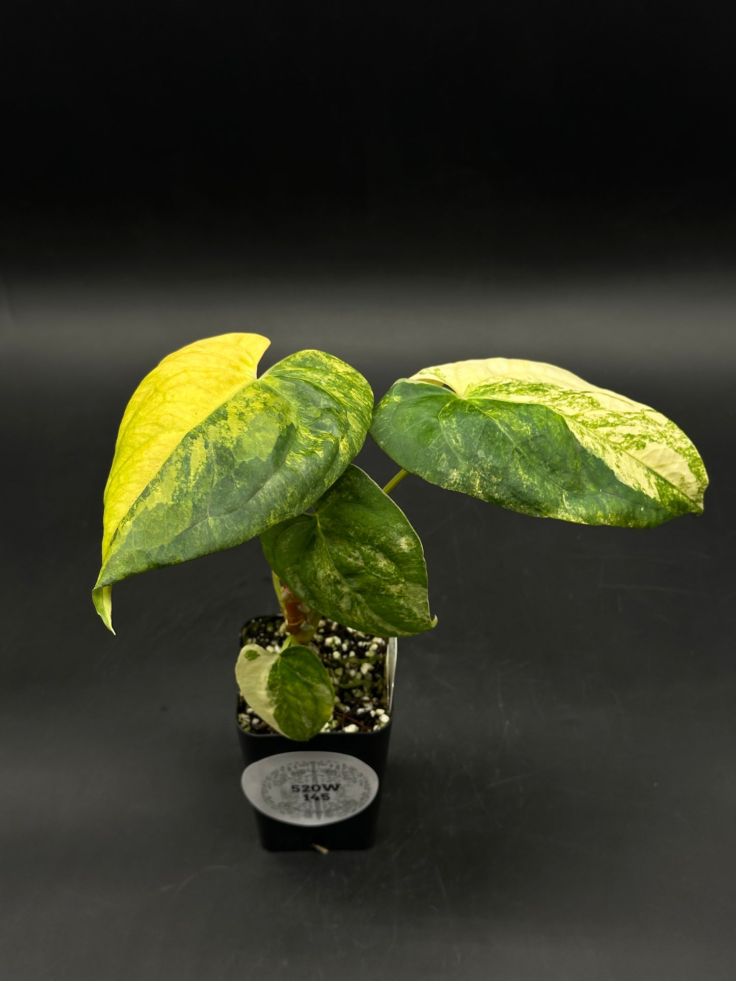 Anthurium Papillilaminum (Variegated) x 'Fort Sherman' (520W145)