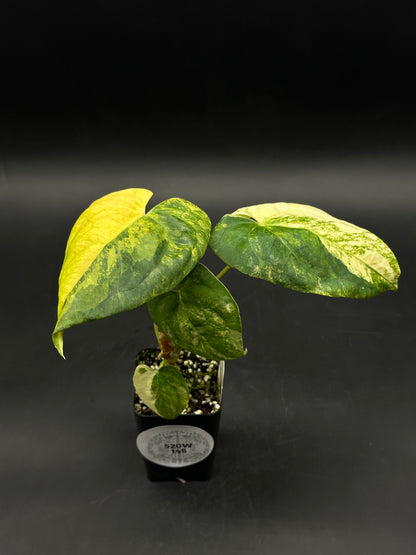 Anthurium Papillilaminum (Variegated) x 'Fort Sherman' (520W145)