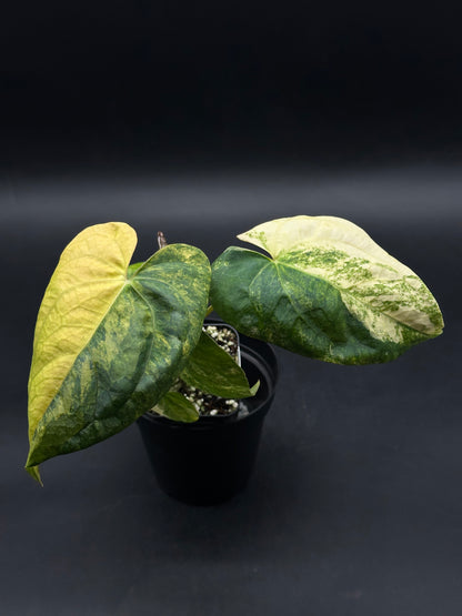 Anthurium Papillilaminum (Variegated) x 'Fort Sherman' (520W145)