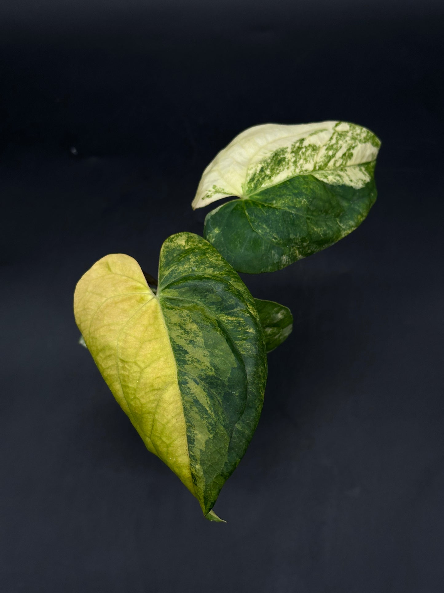 Anthurium Papillilaminum (Variegated) x 'Fort Sherman' (520W145)