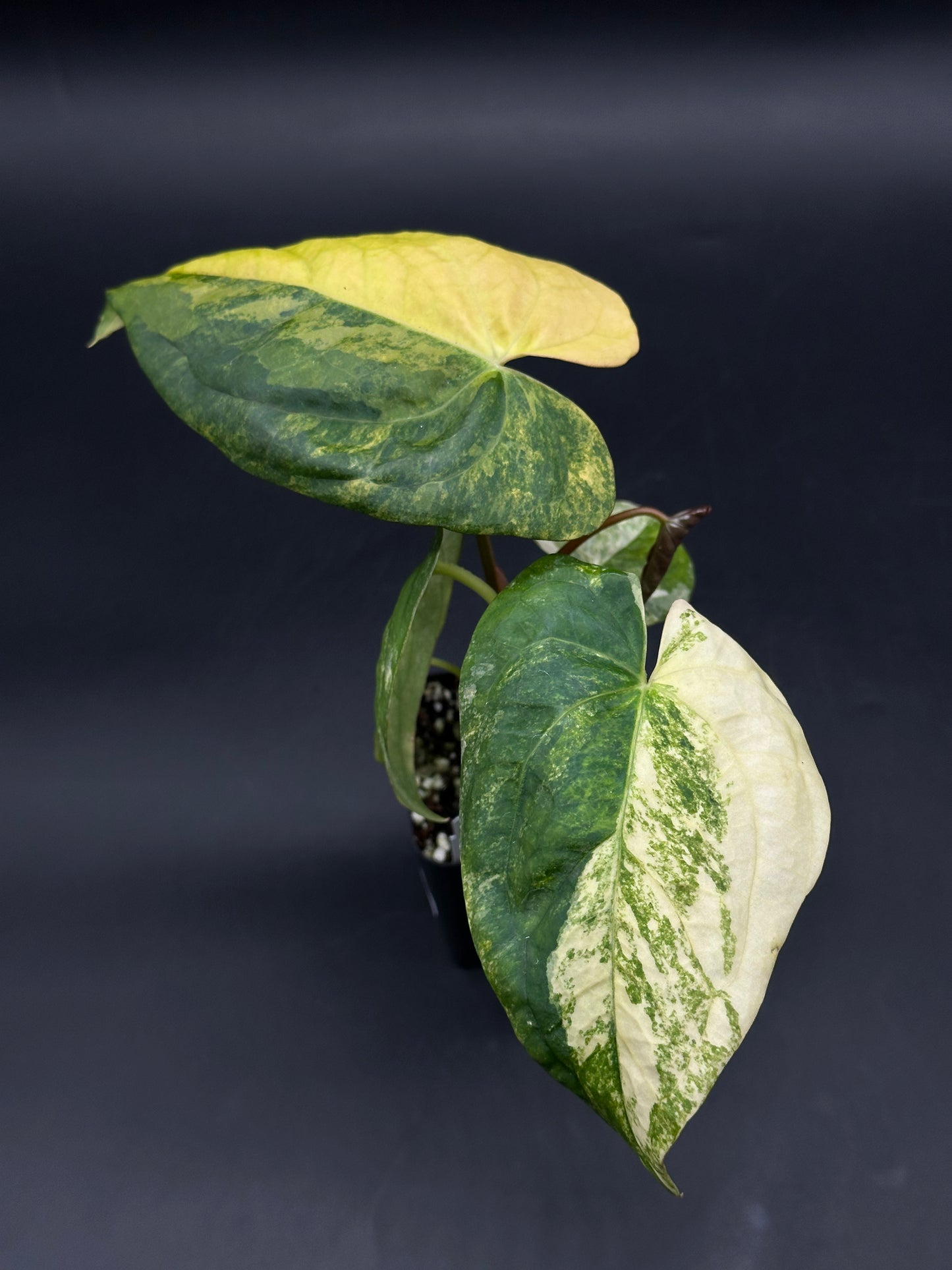 Anthurium Papillilaminum (Variegated) x 'Fort Sherman' (520W145)