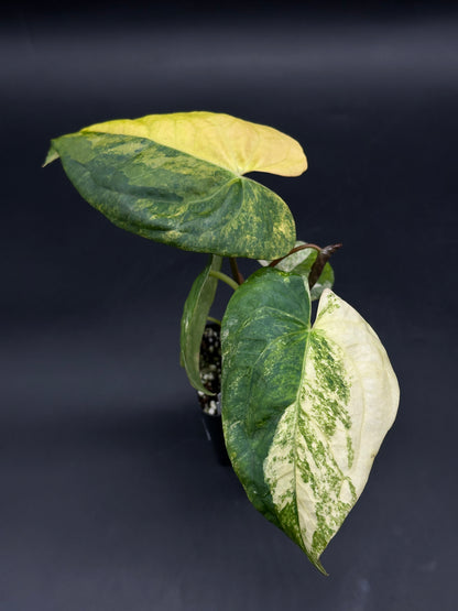 Anthurium Papillilaminum (Variegated) x 'Fort Sherman' (520W145)