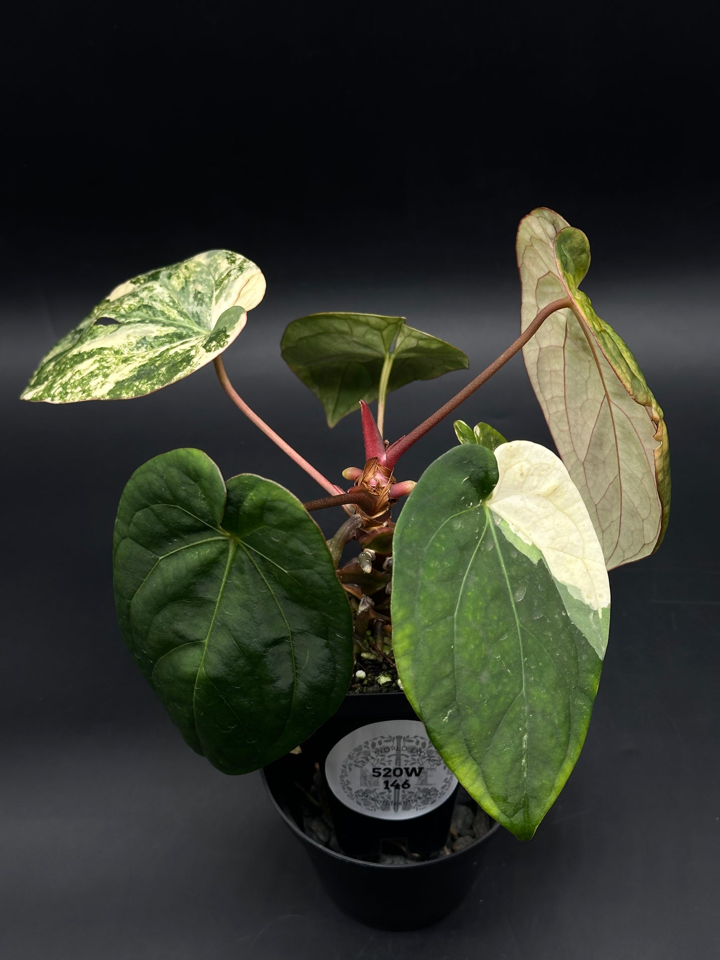 Anthurium papillilaminum variegated x red dark phoenix variegated (520W146)