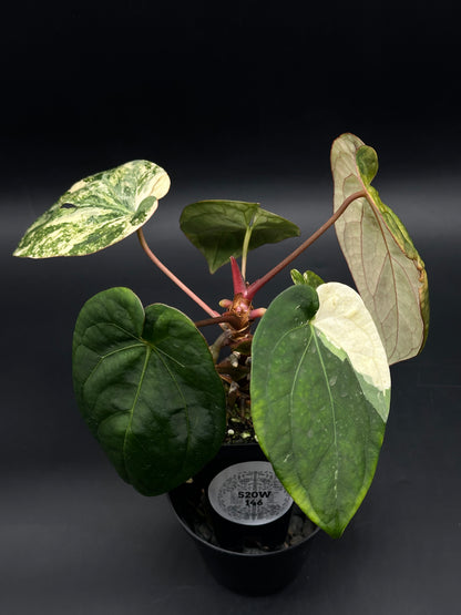 Anthurium papillilaminum variegated x red dark phoenix variegated (520W146)