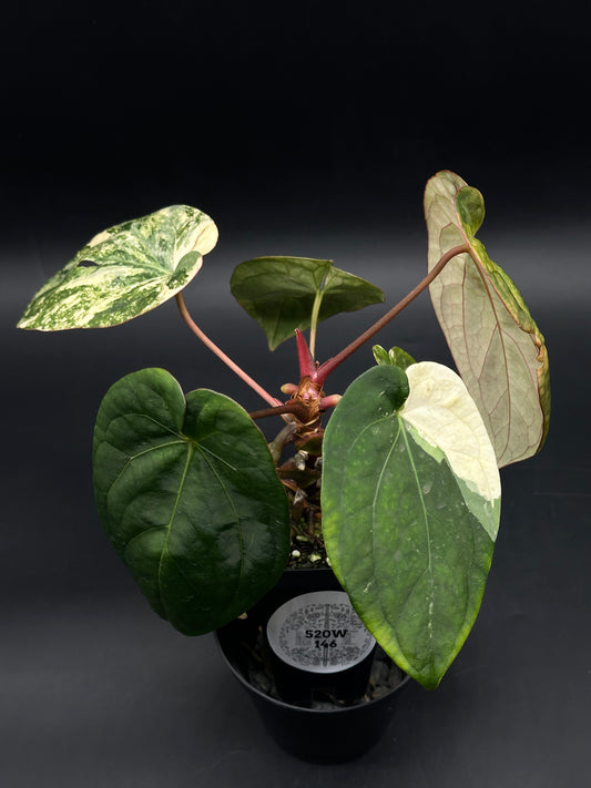 Anthurium – Next World Exotics