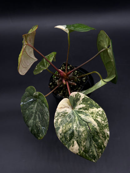 Anthurium papillilaminum variegated x red dark phoenix variegated (520W146)