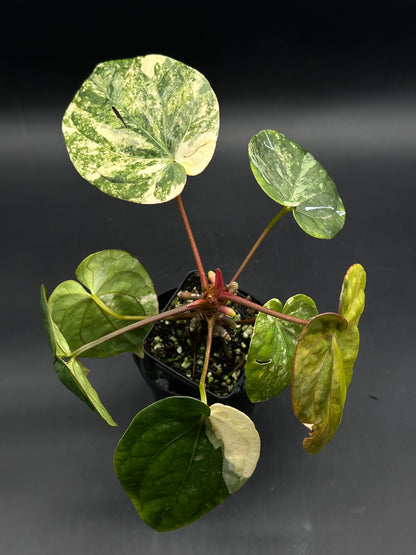 Anthurium papillilaminum variegated x red dark phoenix variegated (520W146)