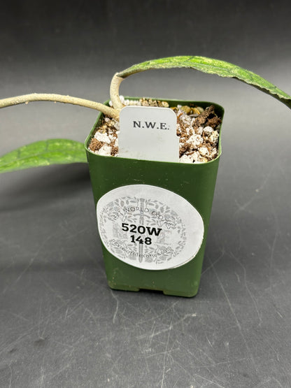 Hoya Clemensiorum 'Black Splash' (520W148)