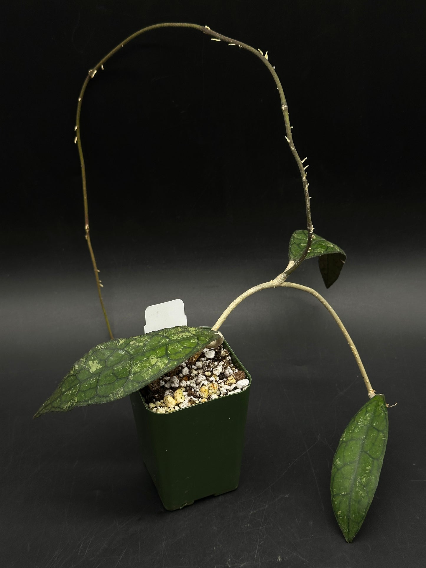 Hoya Clemensiorum 'Black Splash' (520W148)