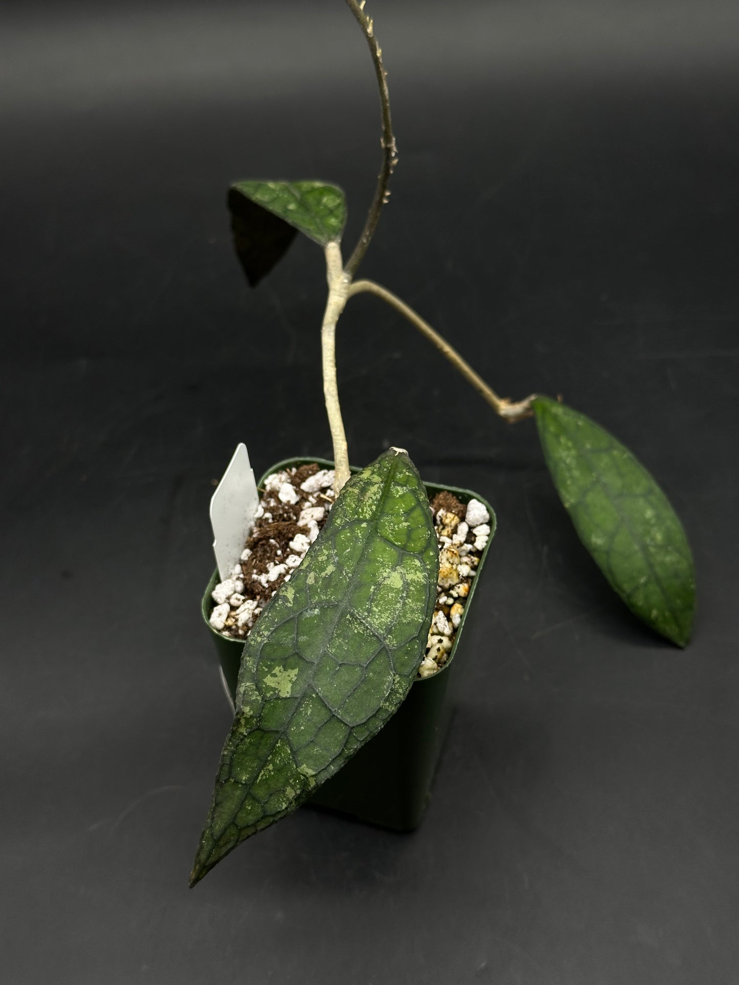 Hoya Clemensiorum 'Black Splash' (520W148)