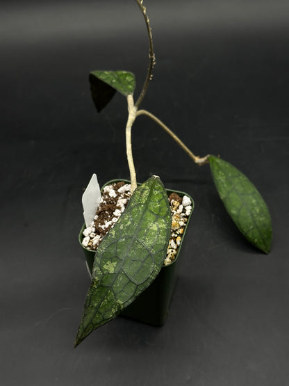 Hoya Clemensiorum 'Black Splash' (520W148)