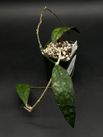 Hoya Clemensiorum 'Black Splash' (520W148)