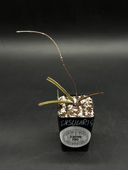 Hoya insularis (520W150)