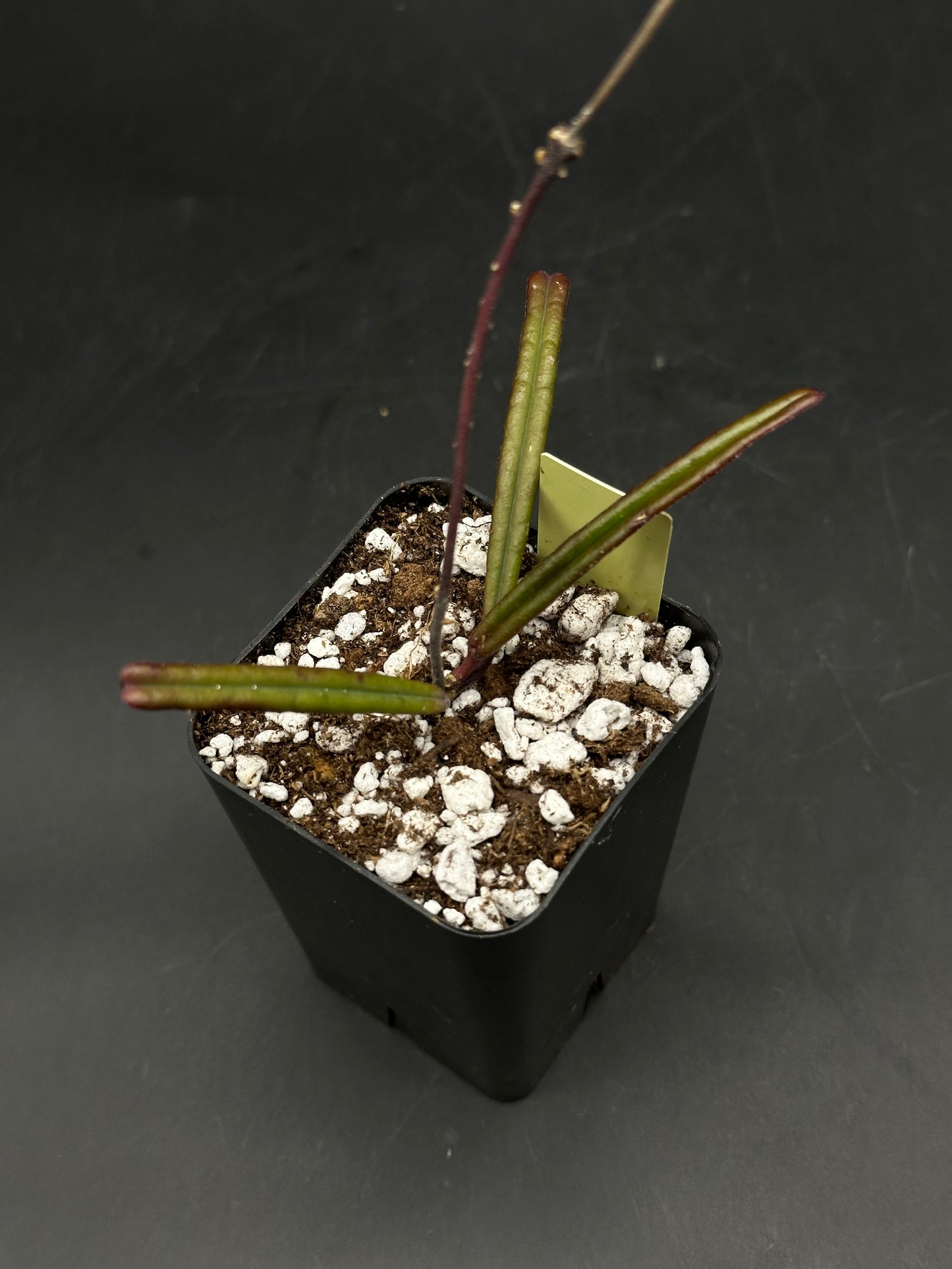 Hoya insularis (520W150)