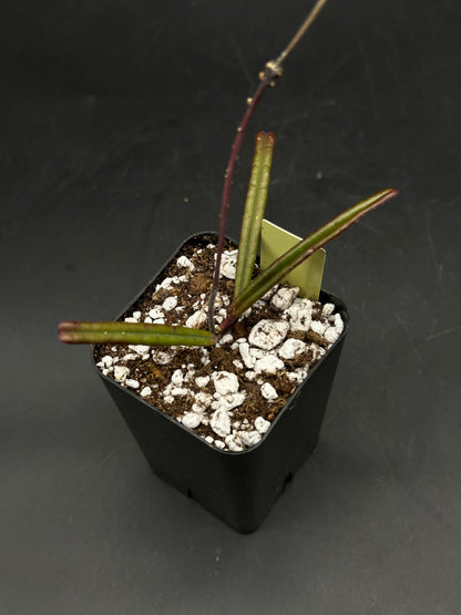 Hoya insularis (520W150)
