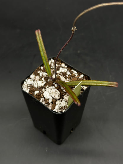 Hoya insularis (520W150)