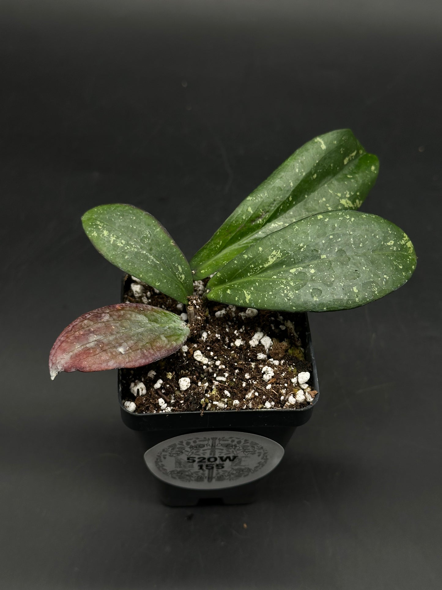 Hoya Erythrina 'Bajo' (520W155)