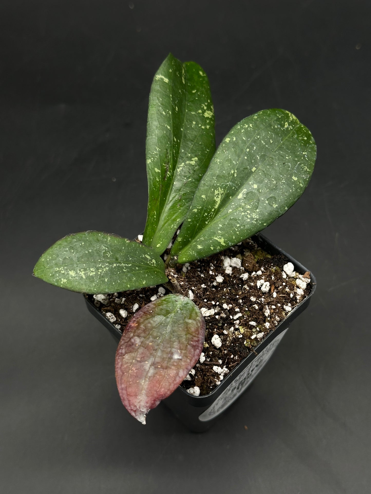 Hoya Erythrina 'Bajo' (520W155)