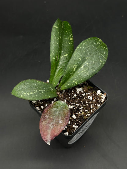 Hoya Erythrina 'Bajo' (520W155)