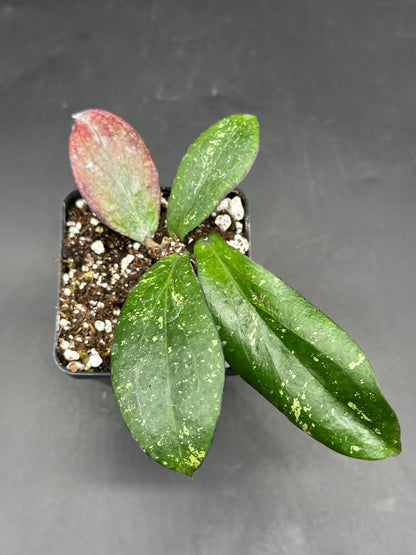 Hoya Erythrina 'Bajo' (520W155)