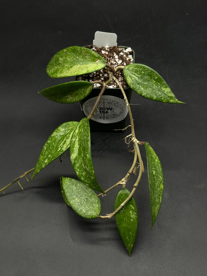 Hoya Snow Cui Silver (520W156)