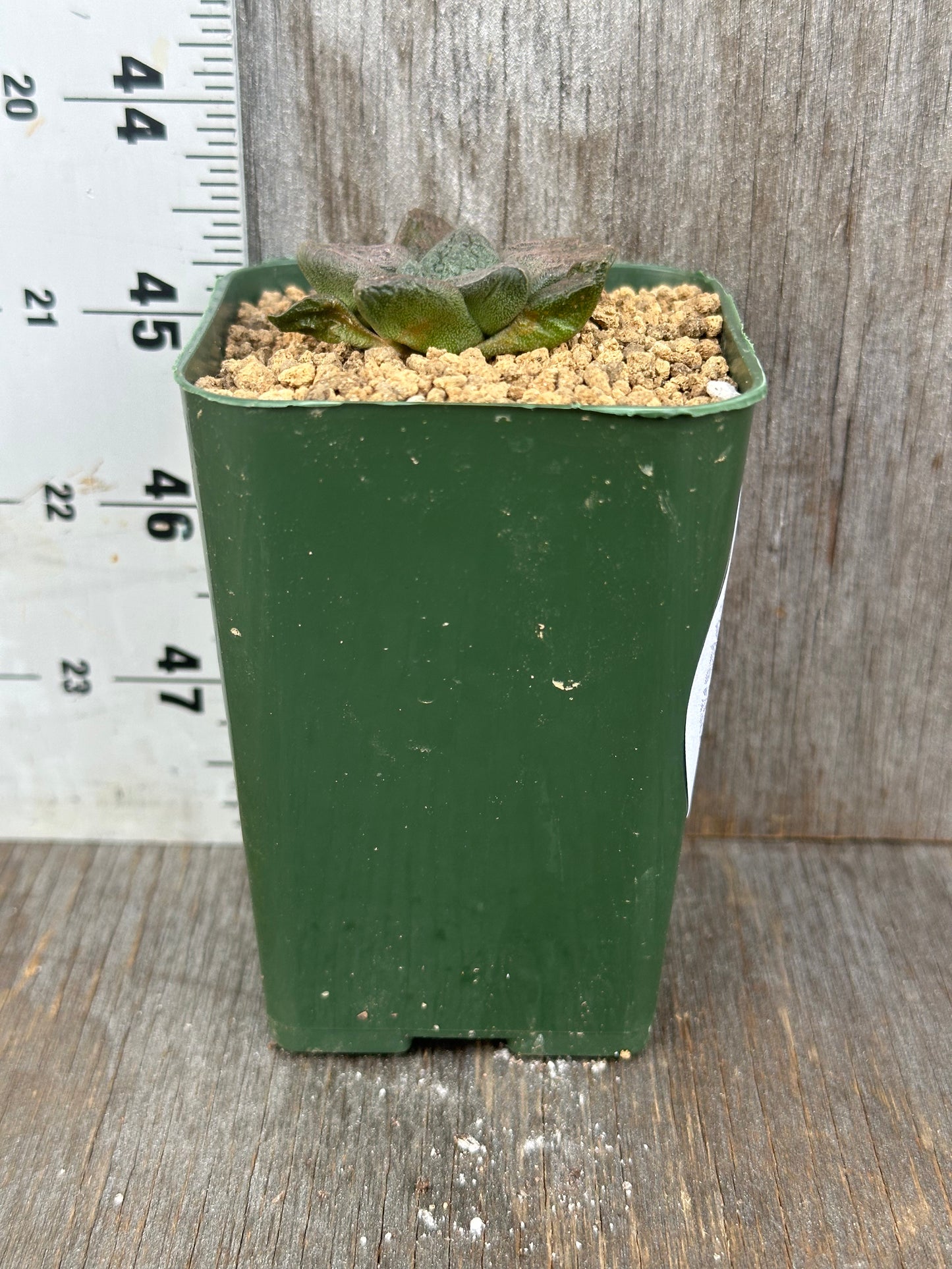 Ariocarpus Fissuratus cv. 'Godzilla' in a textured green pot, showcasing its unique tuberculate pattern and deep green coloration in a 2-inch container.