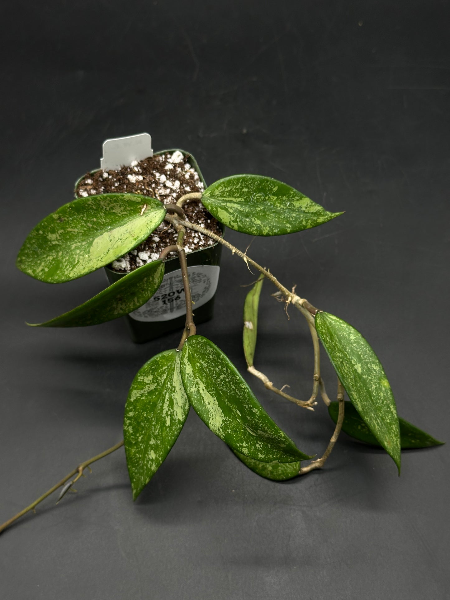 Hoya Snow Cui Silver (520W156)