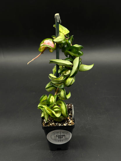 Hoya Compacta Variegata cv. 'Mauno Loa' (520W157)
