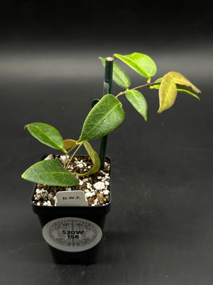 Hoya Patella 'Pink Flower' (520W158)