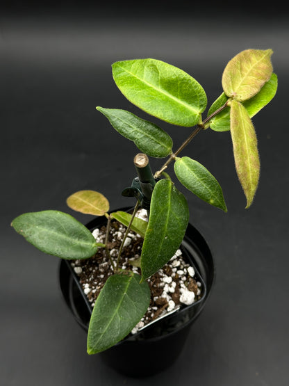Hoya Patella 'Pink Flower' (520W158)