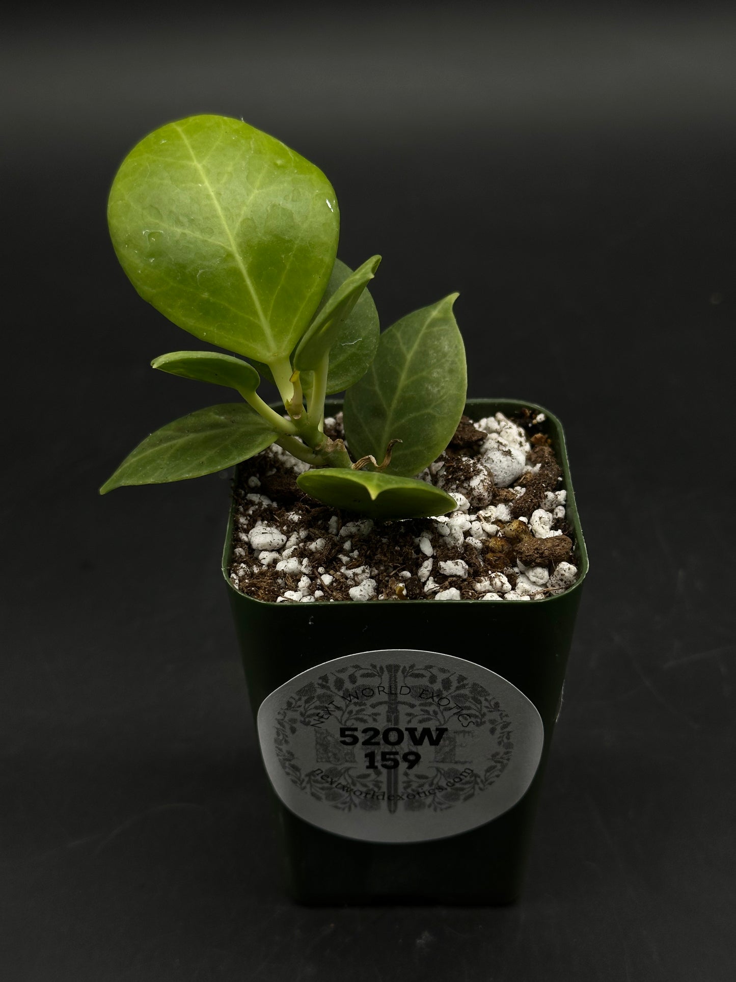Hoya Obscura Albomarginata (520W159)