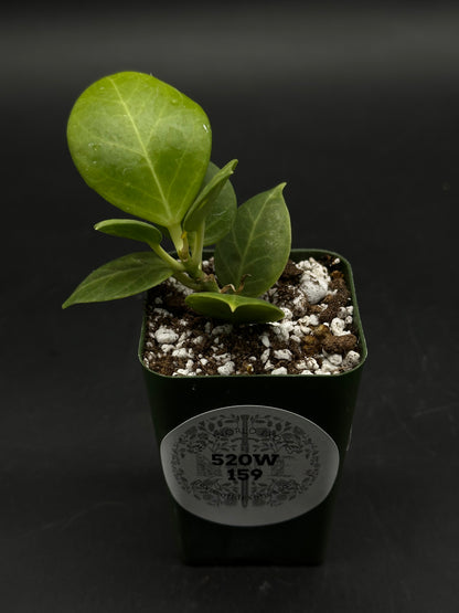 Hoya Obscura Albomarginata (520W159)