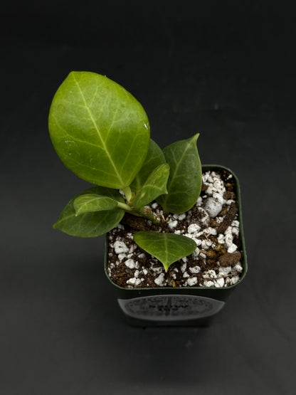 Hoya Obscura Albomarginata (520W159)