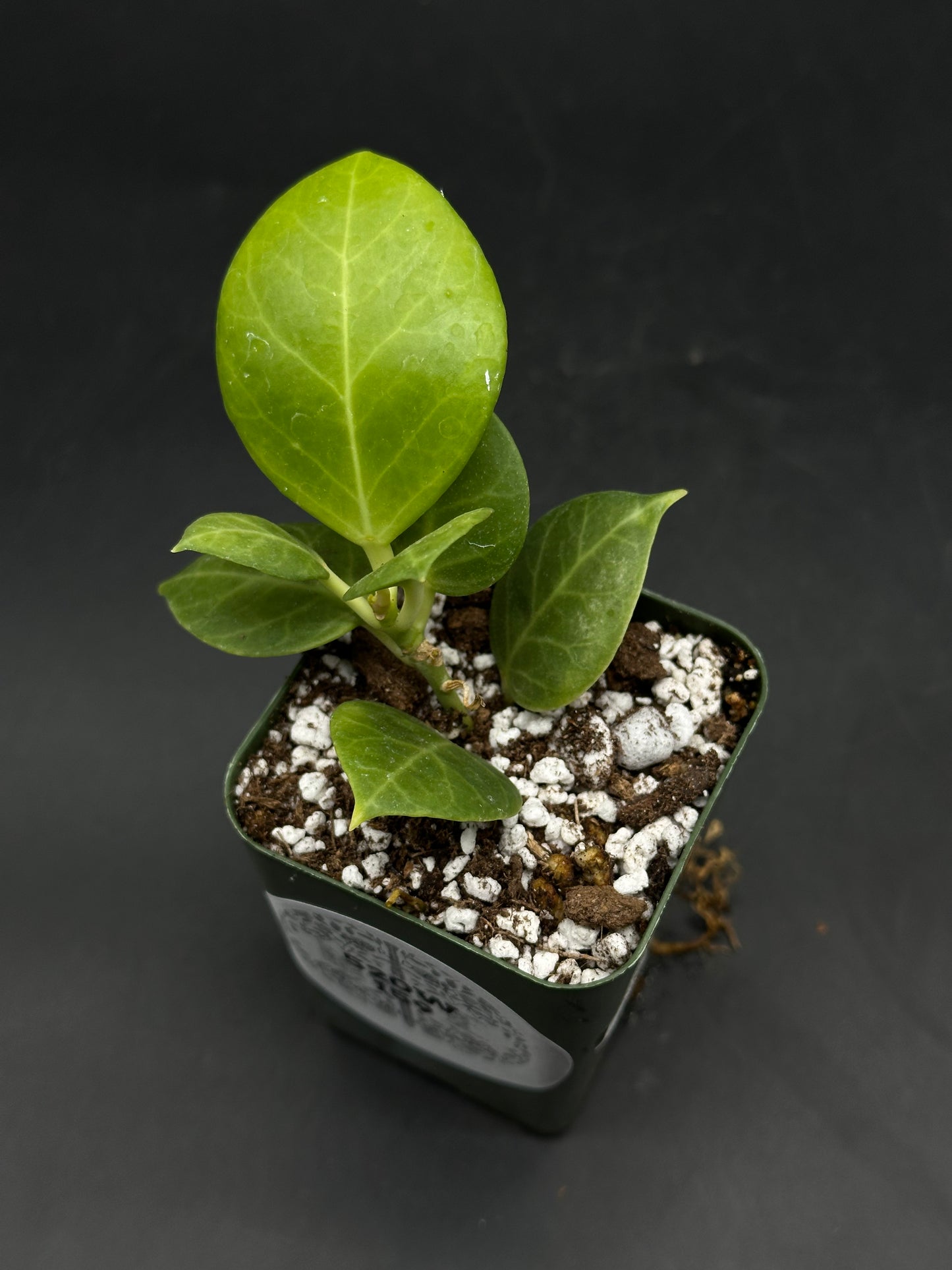 Hoya Obscura Albomarginata (520W159)